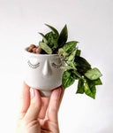 Anne Concrete Planter